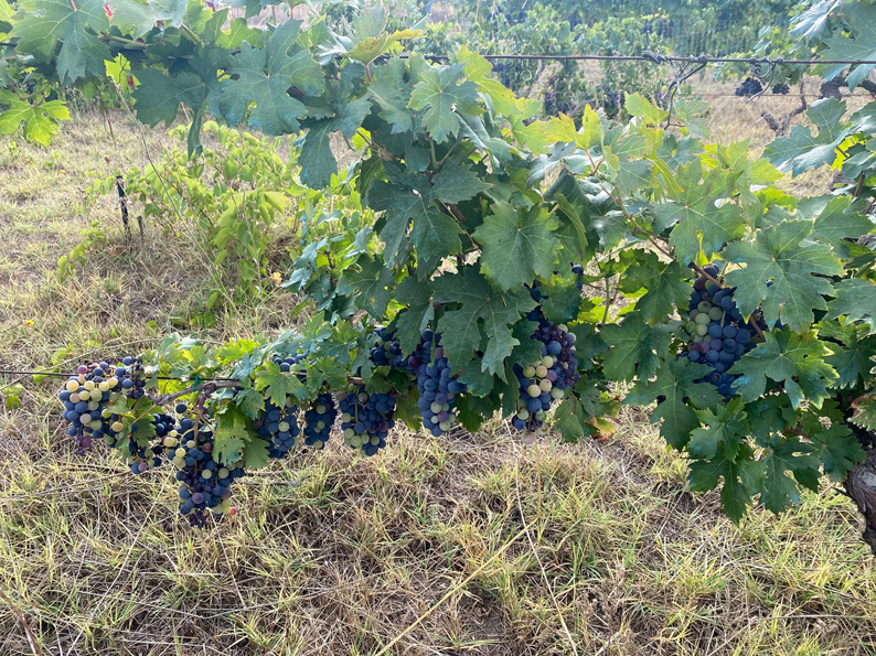 🍇🍷​​Uscita didattica presso un vigneto sperimentale ad alta biodiversità.